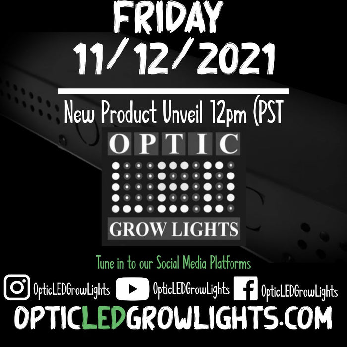 New Lights Unveiling this Friday Nov 12