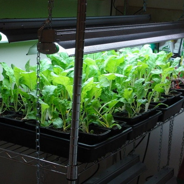 Why Its Important To Grow Your Own At Home