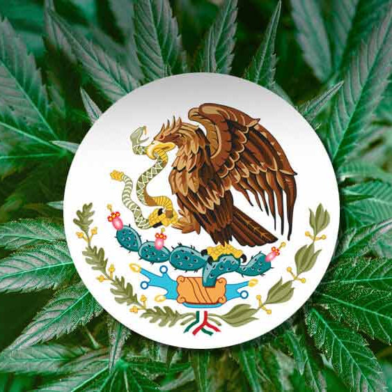 Mexico Will Soon See Legalization!