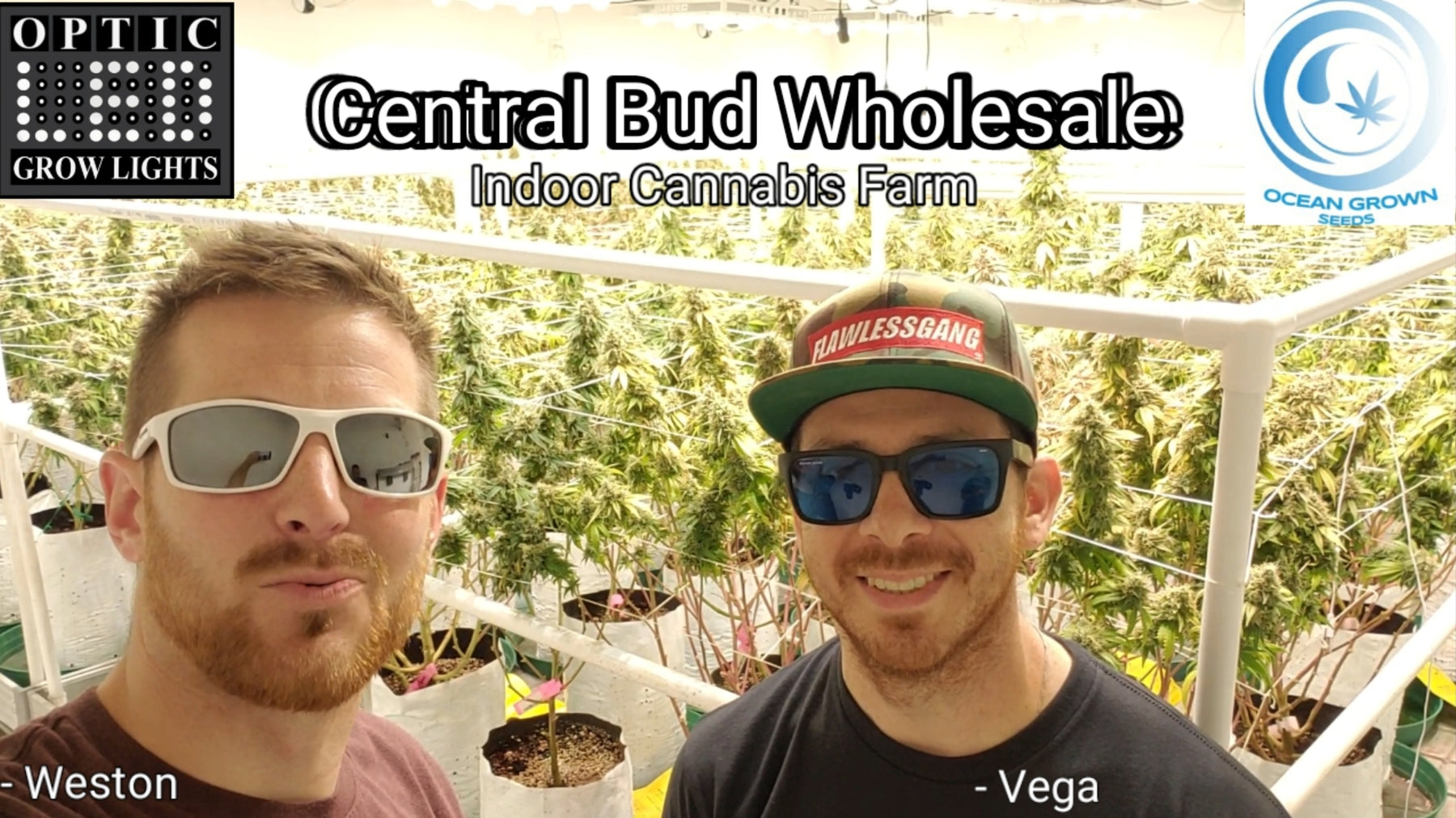 Central Bud Wholesale - Medical Cannabis Farm Tour
