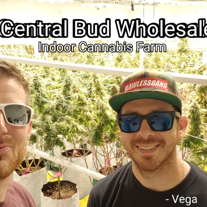 Central Bud Wholesale - Medical Cannabis Farm Tour