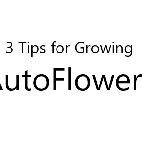 3 Tips For Growing Autoflowers